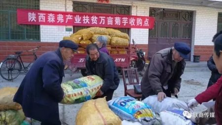 陜西森弗公司收購大量菊芋促進(jìn)商洛產(chǎn)業(yè)精準(zhǔn)扶貧
